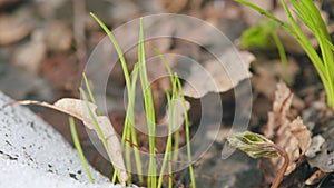 Fresh spring grass sprouts in the forest grow through the melting snow. Thawing snow on spring sun.