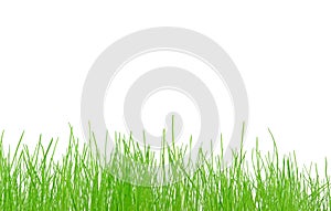 Fresh spring grass on a white background
