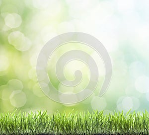 Fresh spring green grass