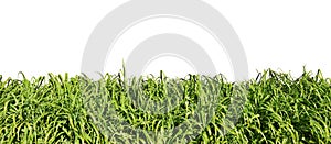 Fresh spring green grass isolated on white