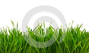 Fresh spring green grass isolated on white