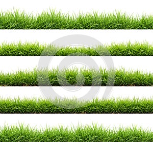 Fresh spring green grass isolated