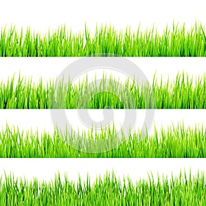 Fresh spring green grass Isolated On White. EPS 10