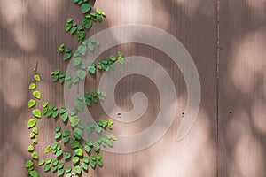 Fresh spring green grass and leaf plant over wood fence backgrou