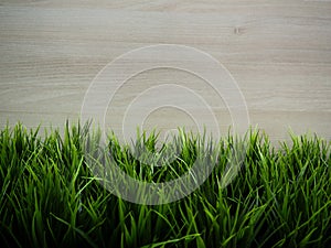 Fresh spring green grass and leaf plant over wood fence background