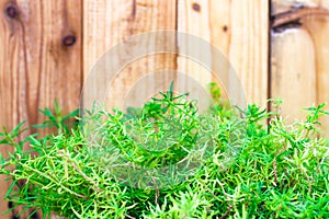 Fresh spring green grass and leaf plant over wood fence background