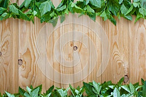 Fresh spring green grass and leaf plant over wood fence background.