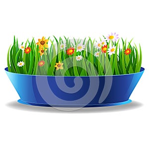 Fresh spring green grass in a pot