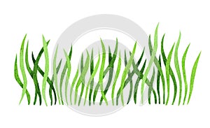 Fresh spring green grass. Watercolor hand drawn painting illustration isolated on a white background. Summer natural