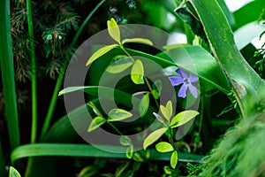 Fresh spring green leaves of garden plant with flower Macro shot background