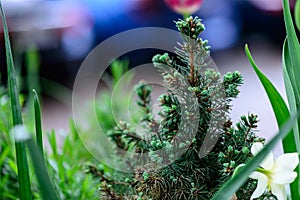 Fresh spring green leaves of garden plant Macro shot background