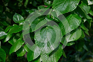 Fresh spring green leaves after the rain.