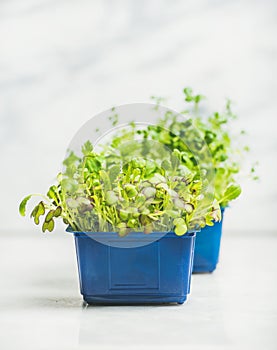 Fresh spring green live radish kress sprouts in blue pots
