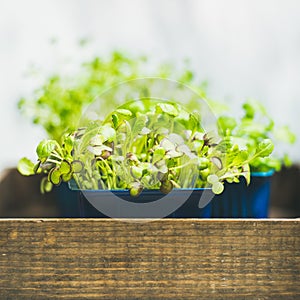 Fresh spring green live radish kress sprouts, square crop