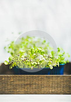 Fresh spring green live radish kress sprouts on wooden box