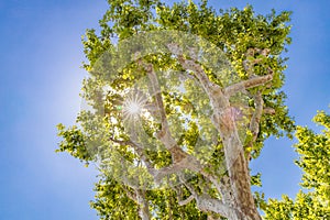 Fresh spring green maple tree with sun rays and blue sunny sky. idyllic relaxing nature background