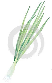 Fresh Spring Green onion isolated on the background. Watercolor realistic botanical art. Hand drawn illustration. For