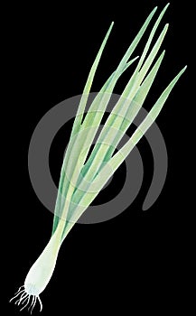 Fresh Spring Green onion isolated on black background. Watercolor realistic botanical art. Hand drawn illustration. For