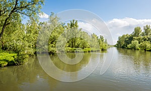 Fresh spring greenery on the banks of a Dutch nature reserve