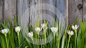 Fresh spring greens and white flowers over wooden fence background