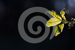 Fresh spring growth leaf on black background.