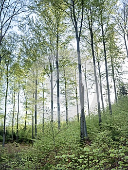 fresh spring leaves on beech trees in german forest