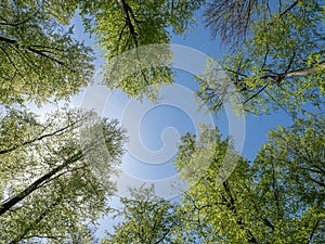 fresh spring leaves on beech trees in german forest