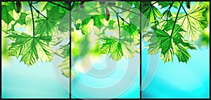 Fresh spring leaves and blue sky