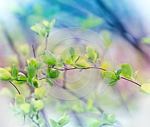 Fresh spring leaves