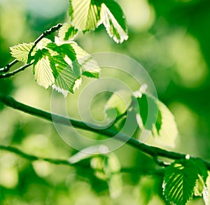 Fresh spring leaves