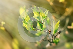 Fresh spring leaves illuminated with sun rays