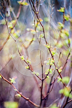 Fresh spring leaves