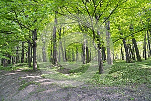 Fresh spring leaves with soft green color miraculously transformed nature after winter