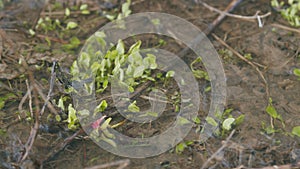 Fresh spring melt water in a stream along the banks of which fresh green grass grows. Slow motion.