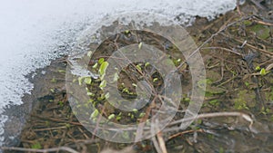 Fresh spring melt water in a stream along the banks of which fresh green grass grows. Snow lies on the banks. Slow