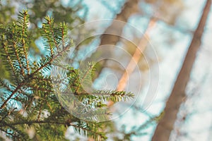 Fresh spring morning colors yellow brown blue needle tree fir branch in a sunny sunset forest park blurry background