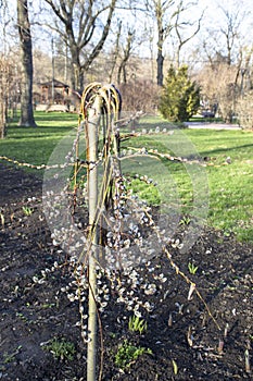 Fresh spring nature background with willow branches and furry yellow catkin at bokeh, front view with copy space.