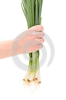 Fresh spring onion in woman's hand