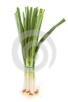 Fresh spring onions