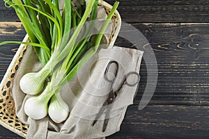 Fresh spring onions and old scissors