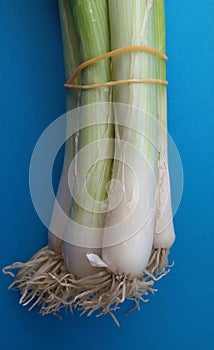 Fresh spring onions with roots. A bunch of scallions over blue.