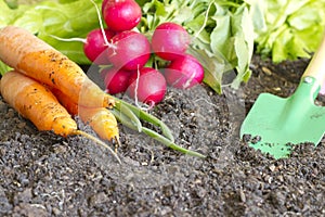 Fresh spring organic vegetables on the soil in the garden