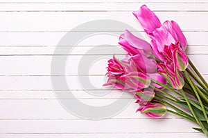 Fresh spring pink tulips on white painted wooden planks.