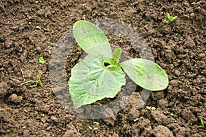 Fresh spring pumpkin sprout on garden soil