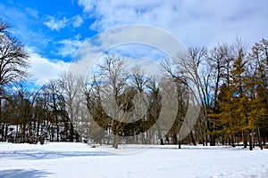 Fresh Spring Snow with Blue Clouded Sky Beyond Tree Line