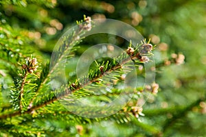 Fresh spring sprouts on a fir branch in Zelenogorsk Park.