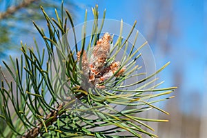 Fresh spring sprouts on a pine branch in the Park of Zelenogorsk.