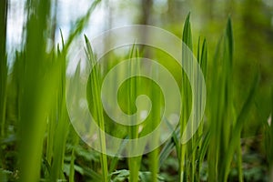 Fresh Spring tall green grass blades on a forest floor. Low, ground-level macro shot, no people