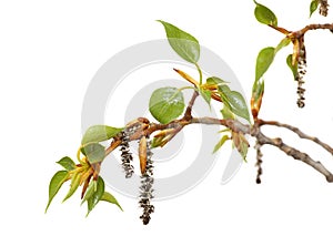 Fresh spring tree branch with leaves isolated on