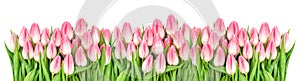 Fresh spring tulip flowers banner Floral border Bouquet